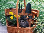 gardening