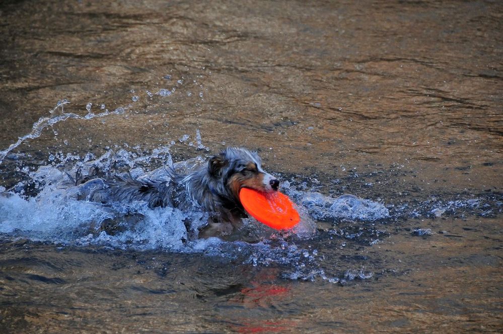 Loves the water, and frisbees!