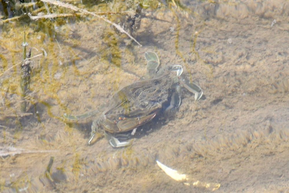 Blue crab