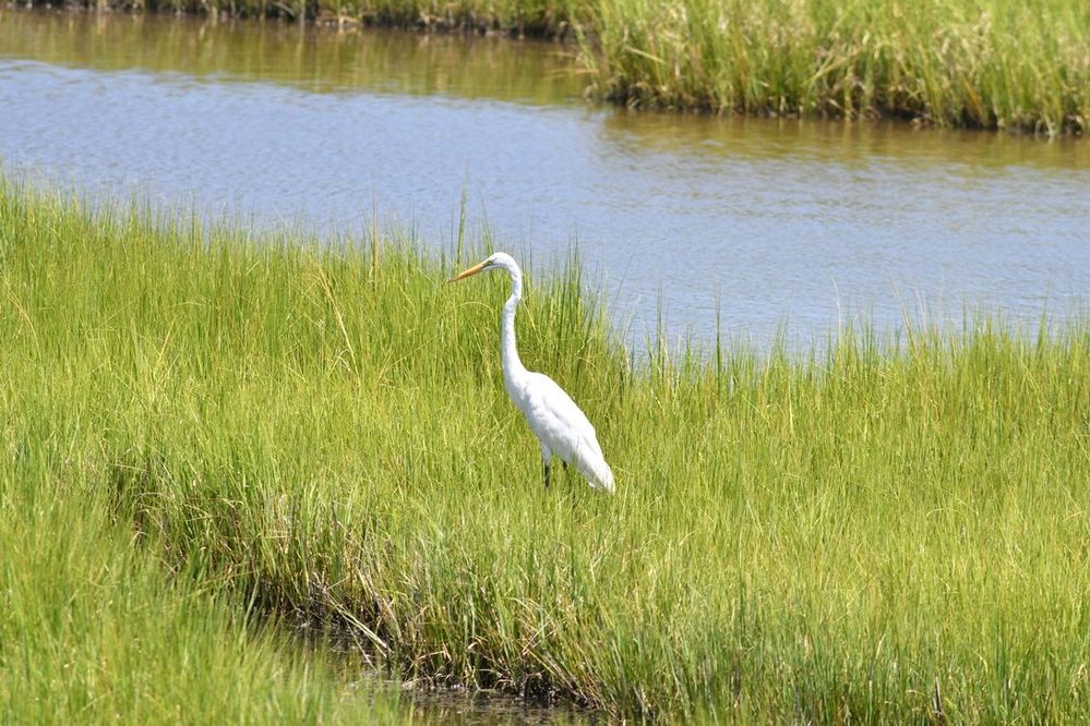 Egret