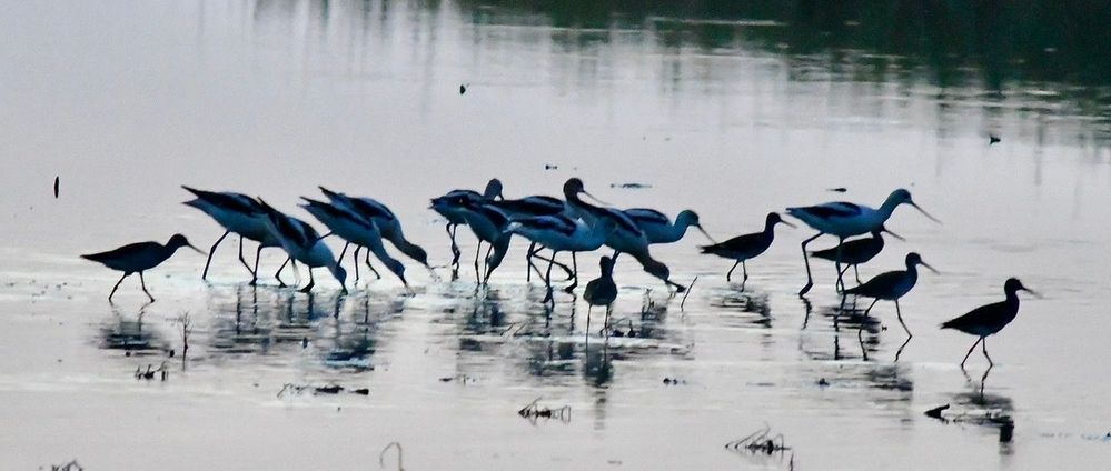 American Avocet