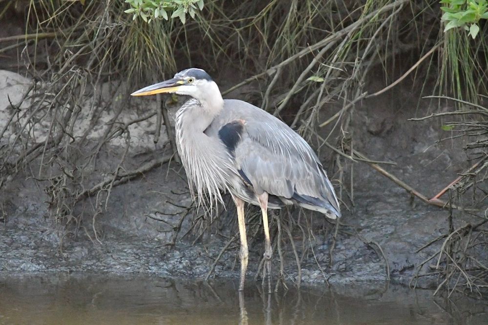 Great blue Heron