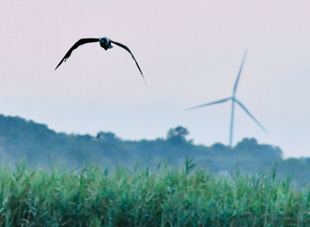 Not all birds get caught in windmills