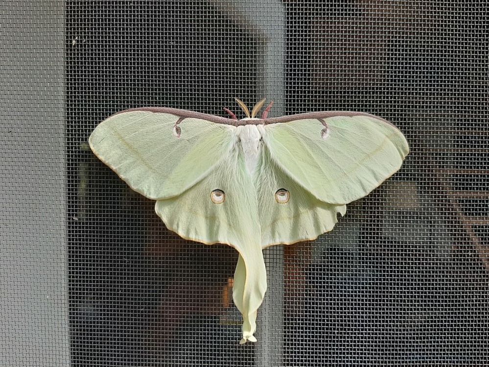 luna moth 3.jpg