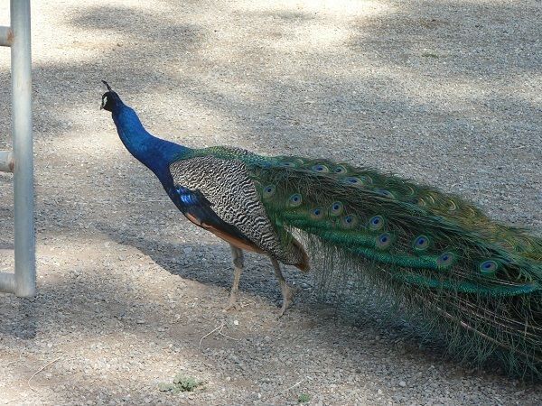 gibsonpeacock.jpg