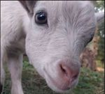 goatsmile.jpg
