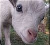 goatsmile.jpg