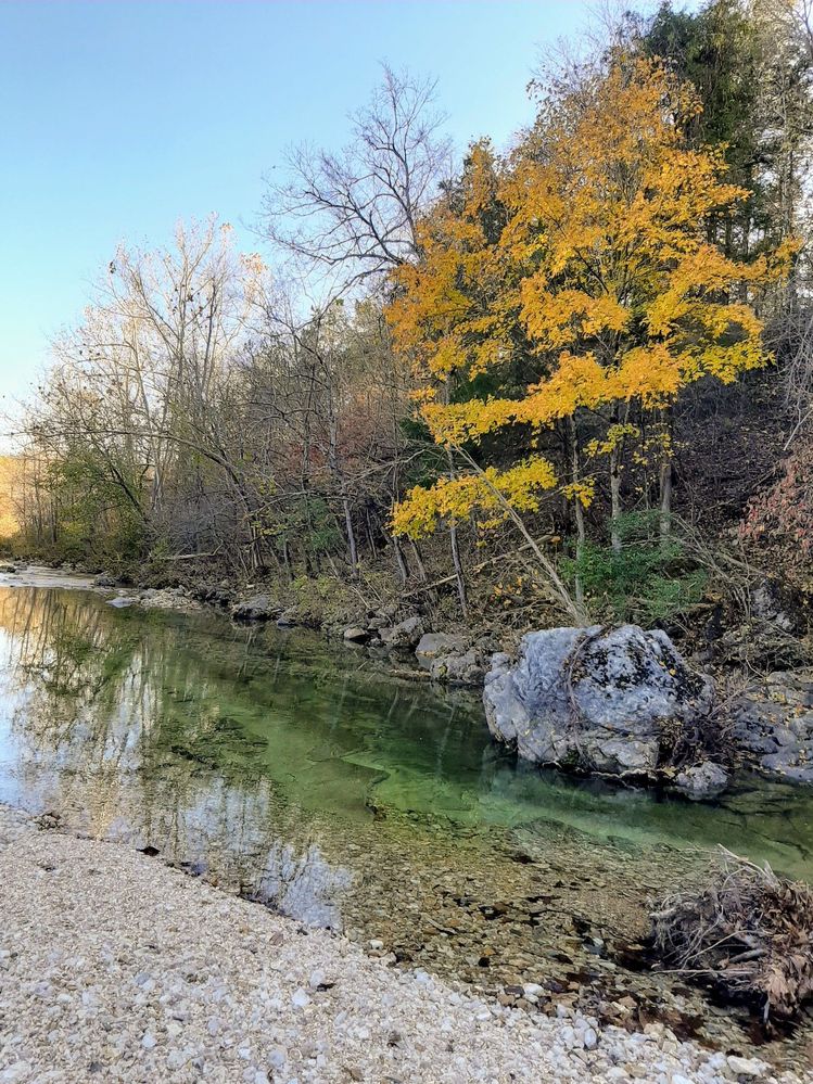 along our creek, maple tree