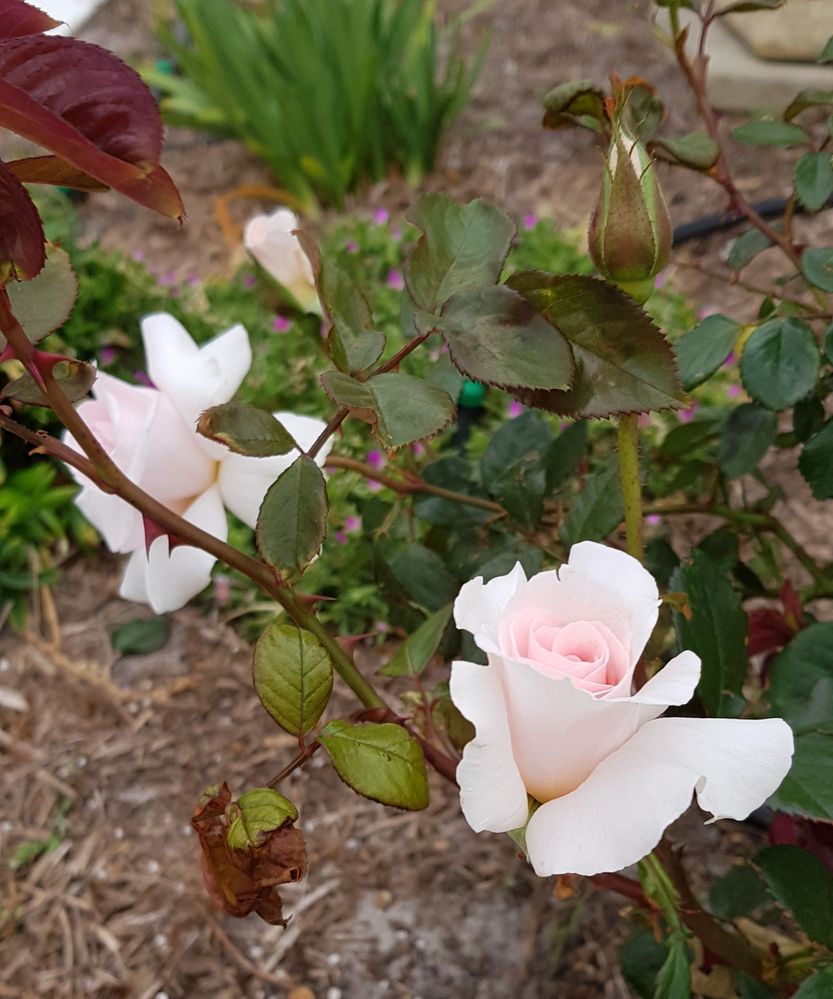 20201120_171331.jpg