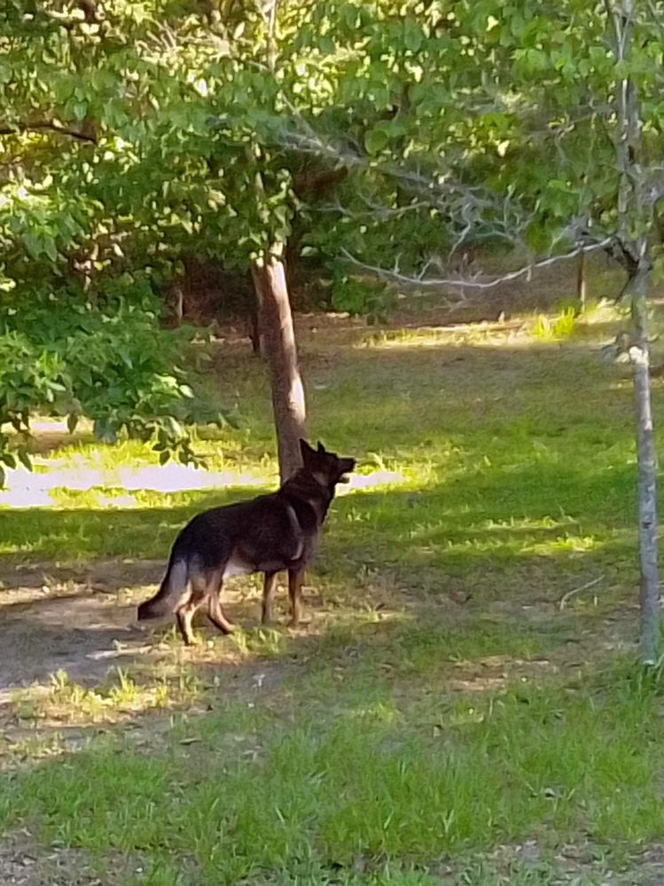 Squirrel, Mom, SQUIRREL!!!