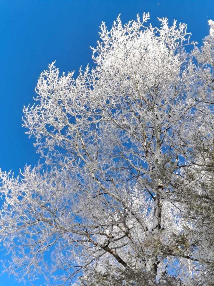 frost trees.jpeg