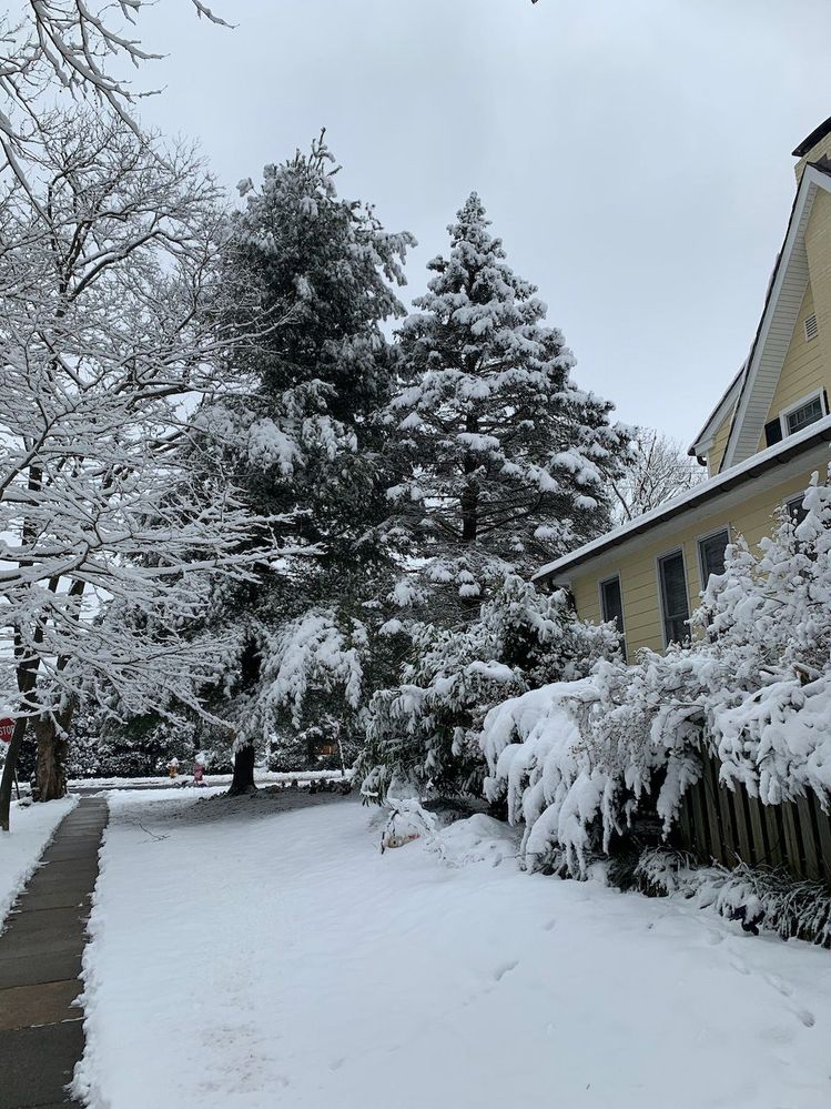 Broken branch weather