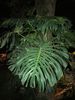 plant.jpg