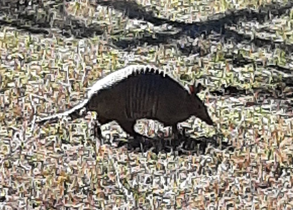 Armadillo in our yard.jpg