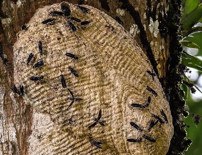 This is an unusually long wasp nest on a Ceiba pentandra tree.