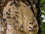 This is an unusually long wasp nest on a Ceiba pentandra tree.