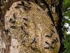 This is an unusually long wasp nest on a Ceiba pentandra tree.