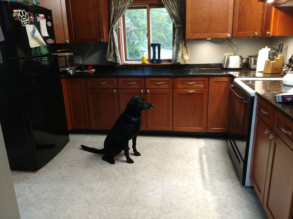 otis waiting for cookies (2).jpg