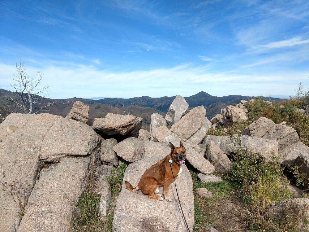 My buddy, Link, in Central New Mexico