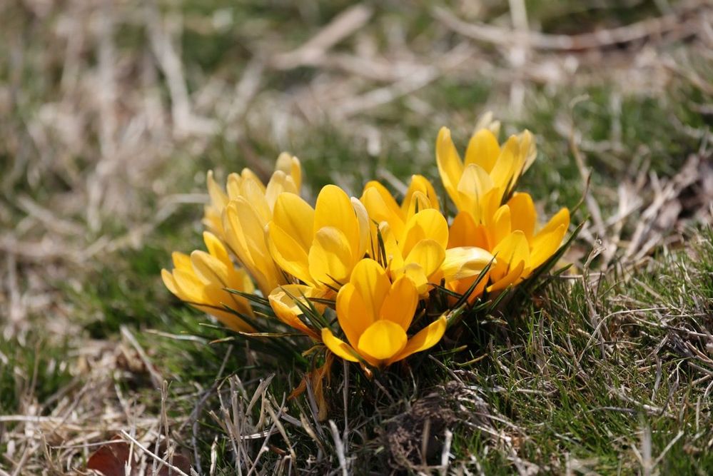 Crocus