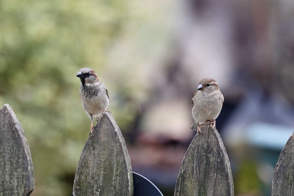 house sparrows