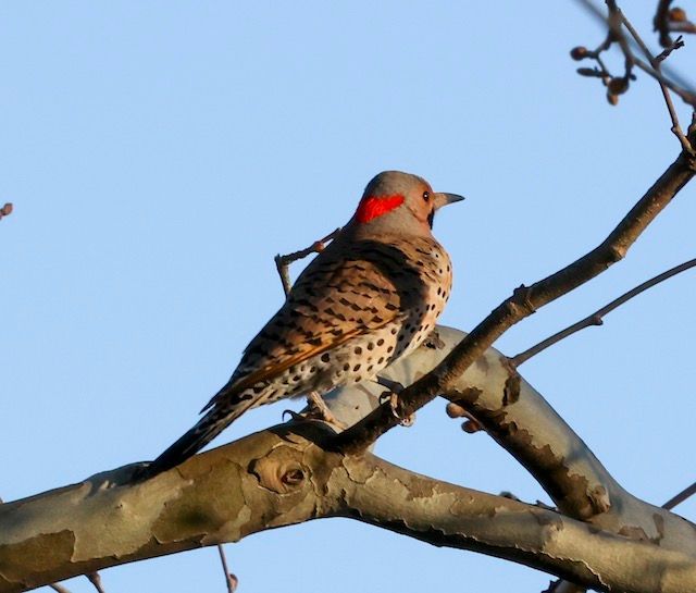 Northern Flicker