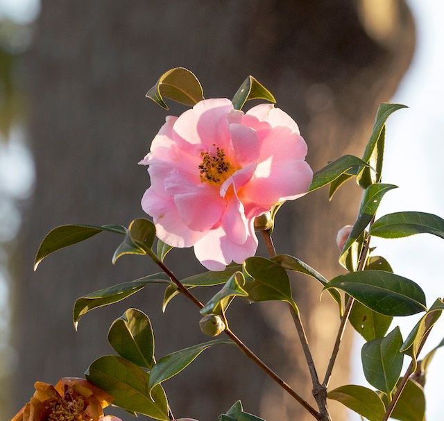 camellia