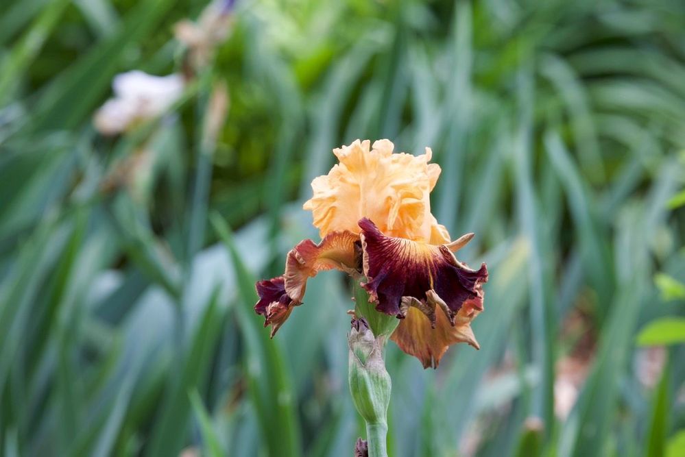 Yellow Flag Iris