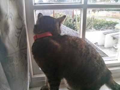 Fitbit Cat.jpg