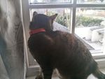 Fitbit Cat.jpg