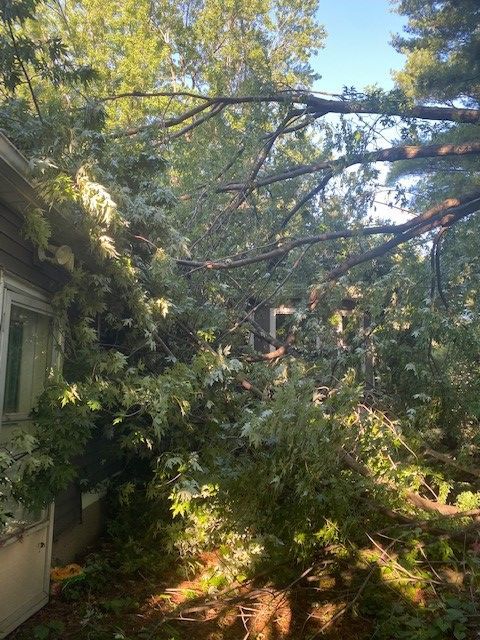 Tree on garage