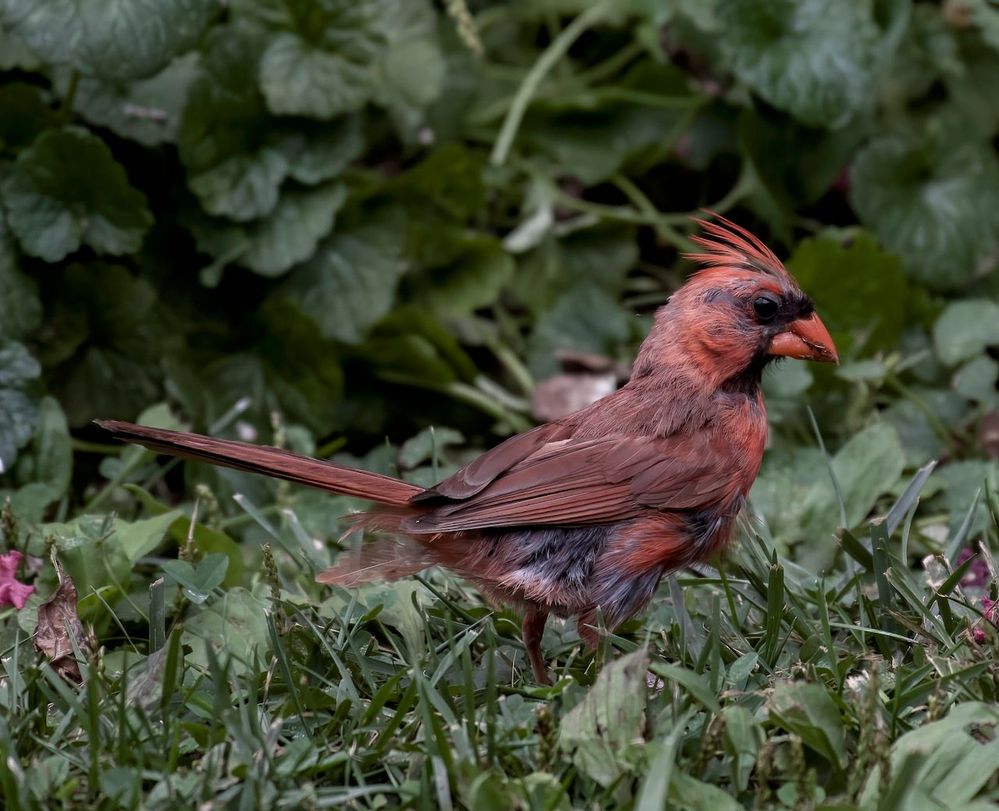 My  bald cardinal is growing back some his feathers.