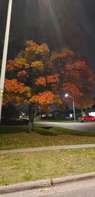 another tree I see on my evening walks