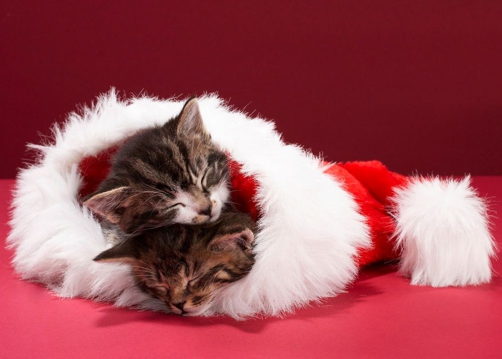 Kittens Christmas