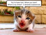 Kitten Question