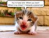 Kitten Question