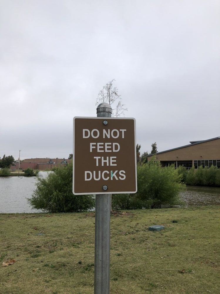 do NOt feed the ducks