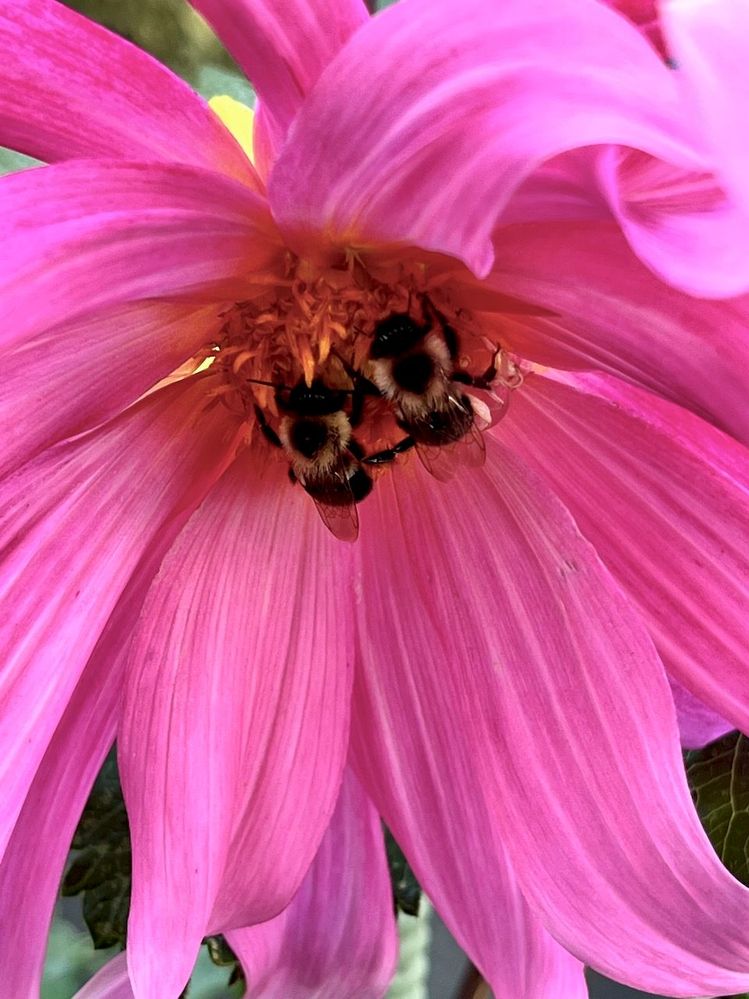 Sleeping bumble bees in the garden