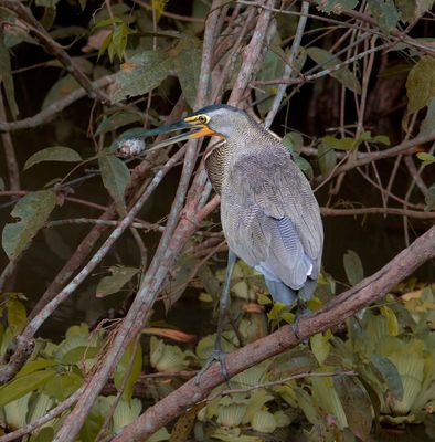 yellow crowned night heron