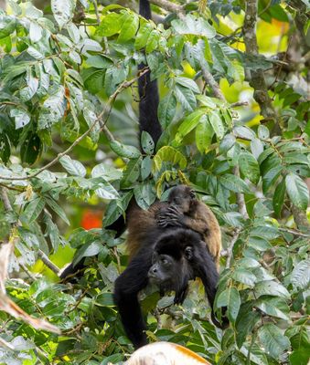 Howler monkeys