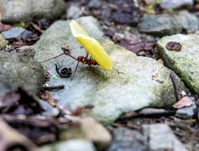 Leaf ant