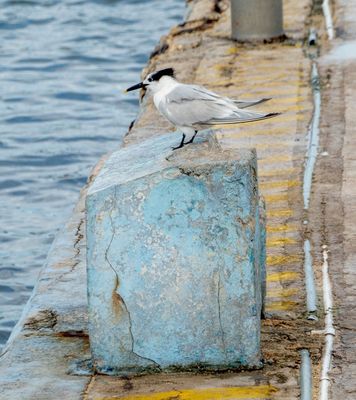 sandwich tern