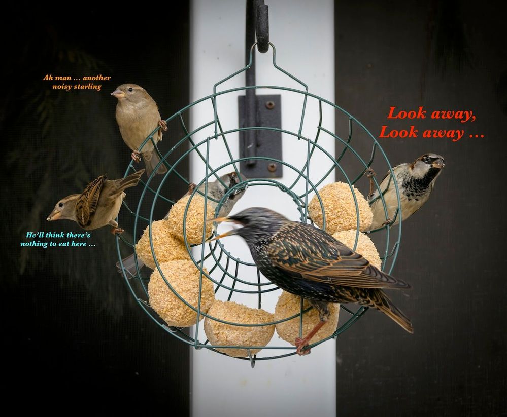What sparrows do when the big birds are around