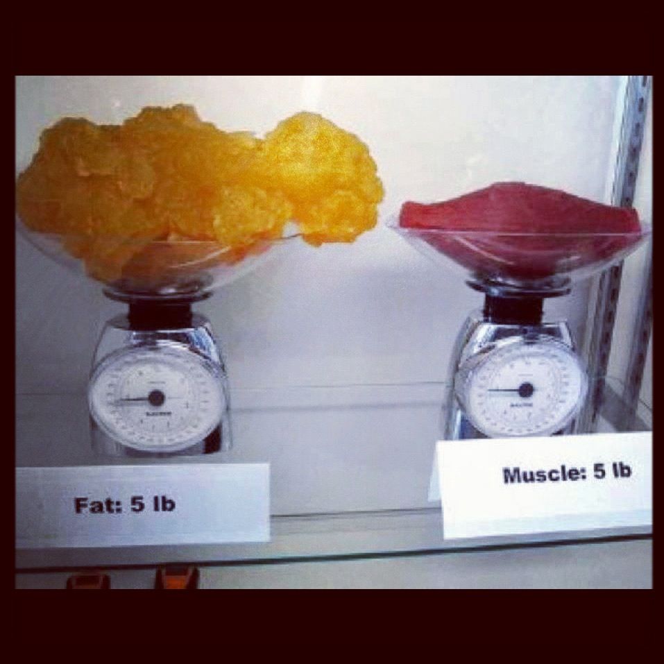 FATvsMUSCLE.jpg