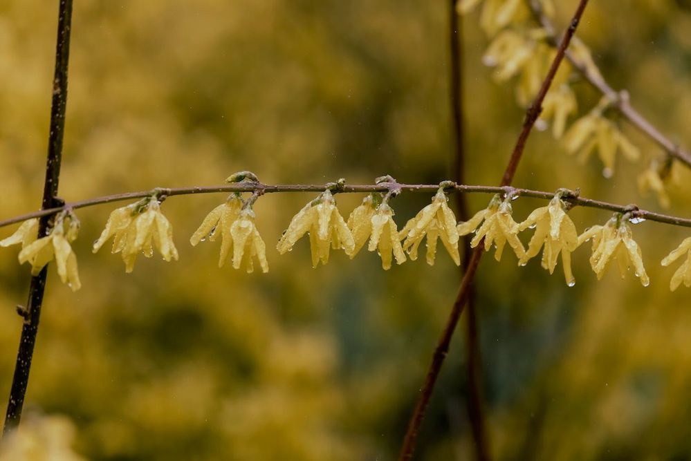 Forsythia