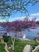 lilacs at lake.jpeg