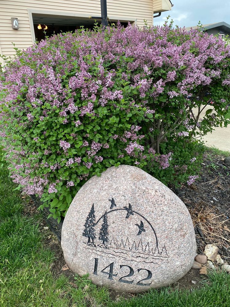 Smells so GOOD!  This is a special lilac bush :)