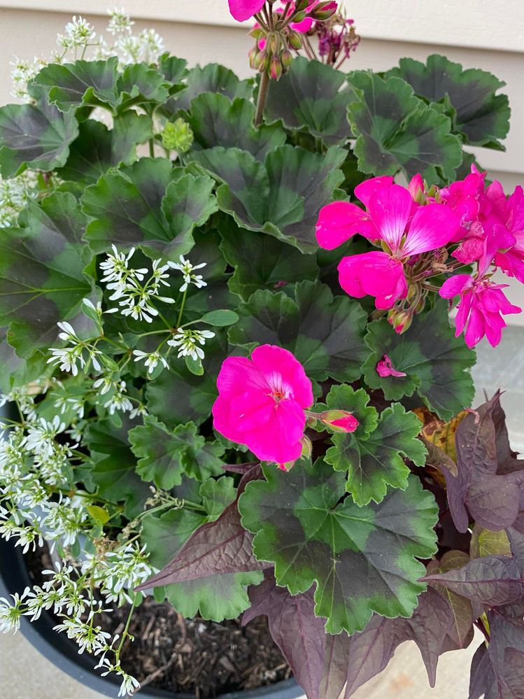 Planting some different pots is relaxing to me after a long week.