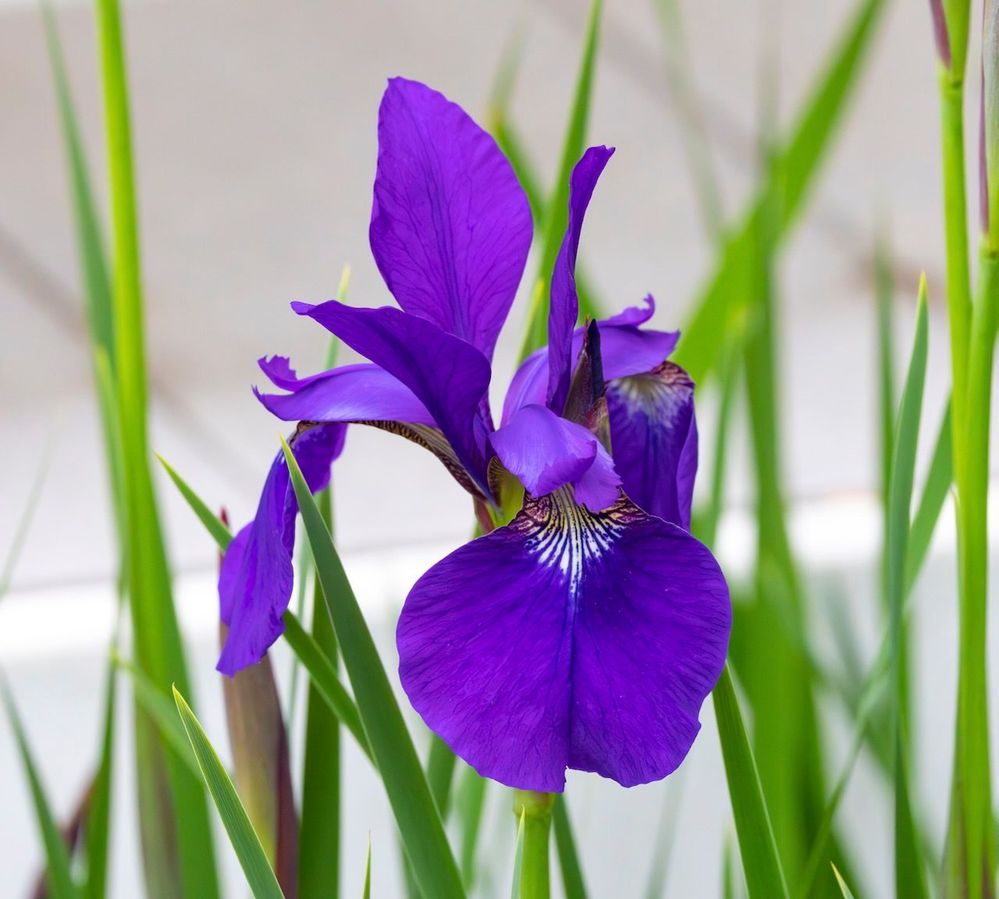 Iris