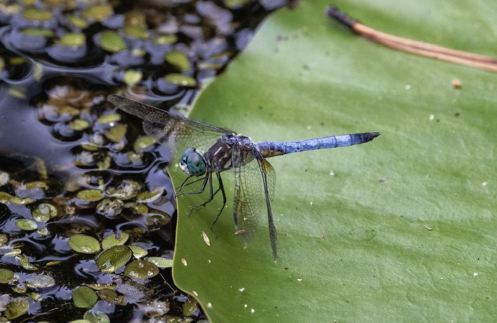 Blue dasher